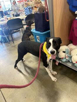 Gaga -  Beagle Dog for Adoption in Dawson, Georgia - Gaga | PetCurious