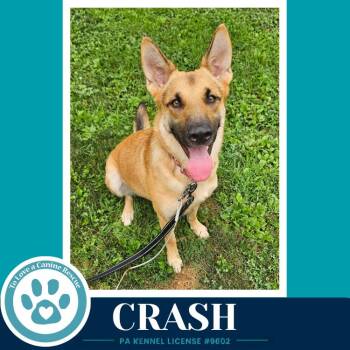 Crash 071826 -  German Shepherd Dog Dog for Adoption in Kimberton, Pennsylvania - Crash 071826 | PetCurious