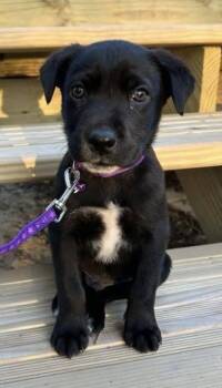 Mixed Breed Dogs Available for Adoption - Neville Jasper | PetCurious