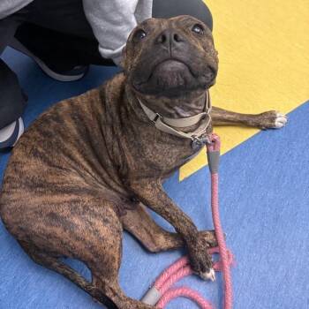 Mudskipper -  Mixed Breed Dog for Adoption in Pittsburgh, Pennsylvania - Mudskipper | PetCurious