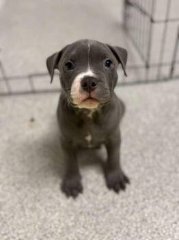 Pit Bull Terrier and Staffordshire Bull Terrier Dogs Available for Adoption in Phoenix, Arizona - Bluejay | PetCurious
