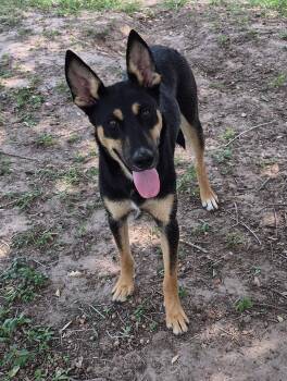 Doberman Pinscher and Husky Dogs Available for Adoption in Mcallen, Texas - Mitzy | PetCurious