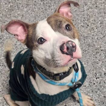 Kringle -  Pit Bull Terrier Dog for Adoption in Homewood, Illinois - Kringle | PetCurious