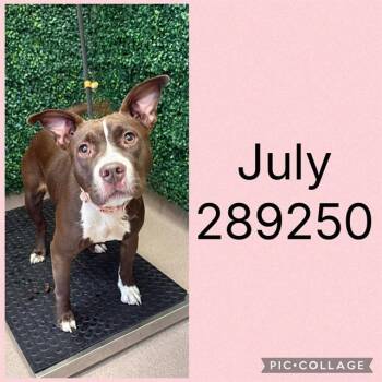 JULY -  Pit Bull Terrier and Mixed Breed Dog for Adoption in Macon, Georgia - JULY | PetCurious