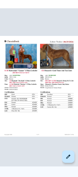 Puppies  -  Chesapeake Bay Retriever Dog for Sale in Lecanto, Florida - Puppies  | PetCurious