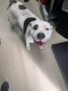 American Bulldog and Mixed Breed Dogs Available for Adoption - MICKEY | PetCurious