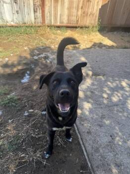 Bentley -  Labrador Retriever Dog for Adoption in Pleasant Hill, California - Bentley | PetCurious