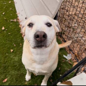 Labrador Retriever Dogs Available for Adoption - Sunny | PetCurious