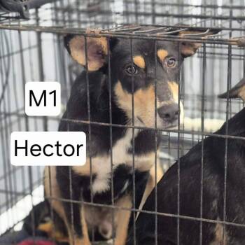 Hector -  Hound and Mixed Breed Dog for Adoption in Dover, Arkansas - Hector | PetCurious