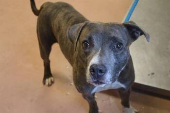 BRYON -  Mixed Breed Dog for Adoption in Columbia, South Carolina - BRYON | PetCurious