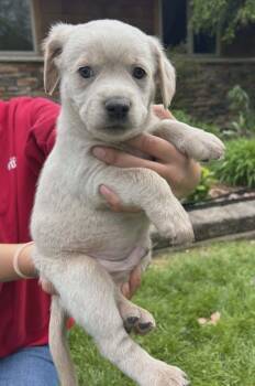 Cocker Spaniel and Cattle Dog Dogs Available for Adoption in Warren, Michigan - Sprout | PetCurious