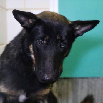 RAPID -  German Shepherd Dog Dog for Adoption in San Antonio, Texas - RAPID | PetCurious