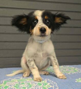 Beatrix - foster needed -  Australian Cattle Dog Blue Heeler and Australian Shepherd Dog for Adoption in New York, New York - Beatrix - Foster Needed | PetCurious