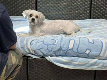 Rescue Lhasa Apso and Shih Tzu Dogs for Adoption in Sunderland, Maryland - Elmer | PetCurious