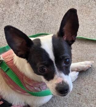 Millie -  Chihuahua Dog for Adoption in Albuquerque, New Mexico - Millie | PetCurious