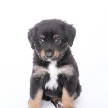 Marceline *Arriving 10/24* D12758 -  Border Collie and Australian Shepherd Dog for Adoption - Marceline *Arriving 10/24* D12758 | PetCurious