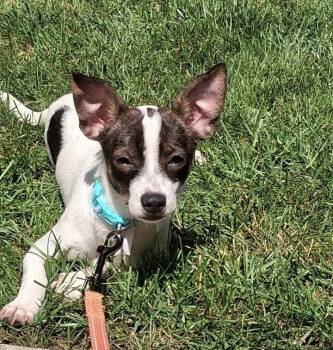 Pebbles -  Chihuahua Dog for Adoption in Milwaukee, Wisconsin - Pebbles | PetCurious