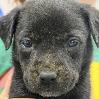 Australian Cattle Dog Blue Heeler Dogs Available for Adoption in Midland, Texas - Slinky Dog | PetCurious