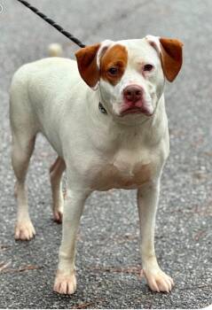 Sassy -  Mixed Breed Dog for Adoption in Sumter, South Carolina - Sassy | PetCurious