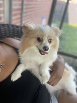 Rescue Pomeranian Dogs for Adoption - Ginger | PetCurious