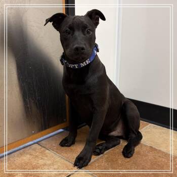 FWT Mick -  Shepherd and Mixed Breed Dog for Adoption in Midland, Texas - FWT Mick | PetCurious