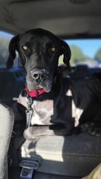 Rescue Great Dane Dogs for Adoption in Nokomis, Florida - Thor | PetCurious