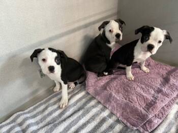 Rescue Boston Terrier and Mixed Breed Dogs for Adoption in Sanford, Florida - Rocky | PetCurious