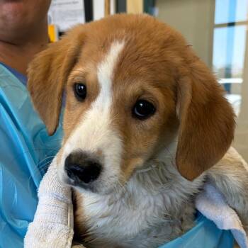 Shepherd Dogs Available for Adoption - Becca | PetCurious