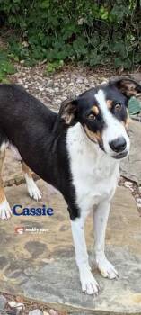 Cassie -  Border Collie and Collie Dog for Adoption in Council Bluffs, Iowa - Cassie | PetCurious
