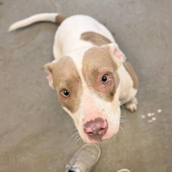 Honey/ Astra -  Terrier and Mixed Breed Dog for Adoption in Marshall, Texas - Honey/ Astra | PetCurious
