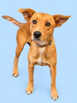 Maxine -  Labrador Retriever and Mixed Breed Dog for Adoption in Bowling Green, Kentucky - Maxine | PetCurious