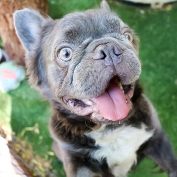 Rescue French Bulldog Dogs for Adoption in Las Vegas, Nevada - Nimbus | PetCurious