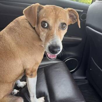 Mimi -  Beagle and Labrador Retriever Dog for Adoption in Aurora, Illinois - Mimi | PetCurious