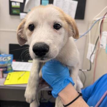 Blue Razz Slush -  Mixed Breed Dog for Adoption in Columbiana, Alabama - Blue Razz Slush | PetCurious