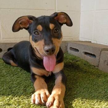 R169022 Darius -  Rottweiler Dog for Adoption in Port Washington, New York - R169022 Darius | PetCurious