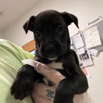 Mixed Breed Dogs Available for Adoption - Red Velvet | PetCurious