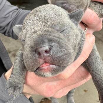 Pebbles -  French Bulldog and American Bully Dog for Adoption in Huber Heights, Ohio - Pebbles | PetCurious