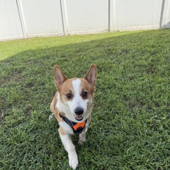 Monty -  Corgi Dog for Adoption in Alafaya, Florida - Monty | PetCurious