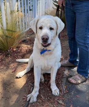 Kai -  Labrador Retriever Dog for Adoption in San Diego, California - Kai | PetCurious