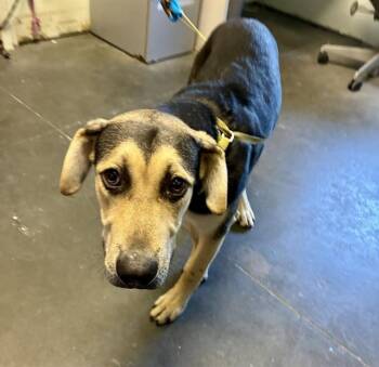 Rescue German Shepherd Dog and Mixed Breed Dogs for Adoption in Santa Cruz, California - AUGUSTUS* | PetCurious