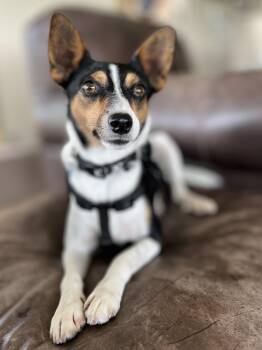 Percy -  Jack Russell Terrier Dog for Adoption in Lisbon, Iowa - Percy | PetCurious