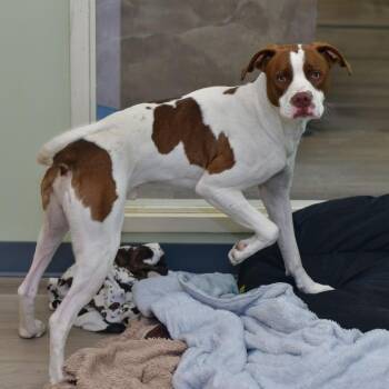 Pointer and Mixed Breed Dogs Available for Adoption in Manhattan, Kansas - Scooby | PetCurious