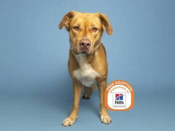 BILL -  Pit Bull Terrier and Mixed Breed Dog for Adoption in Phoenix, Arizona - BILL | PetCurious