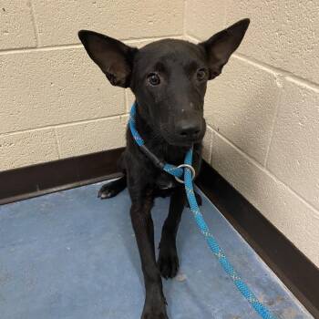 Almond -  Mixed Breed Dog for Adoption in Memphis, Tennessee - Almond | PetCurious