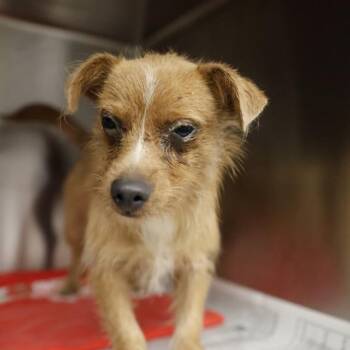 ORCS -  Terrier Dog for Adoption in San Antonio, Texas - ORCS | PetCurious