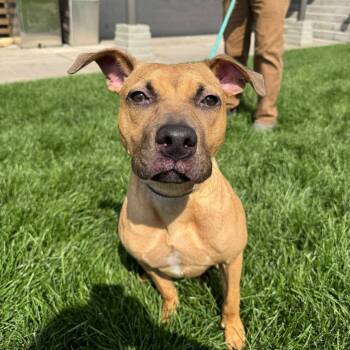 Rescue Mixed Breed Dogs for Adoption in Bend, Oregon - Becky | PetCurious