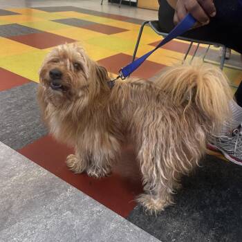 Mixed Breed Dogs Available for Adoption in Philadelphia, Pennsylvania - Frappe | PetCurious