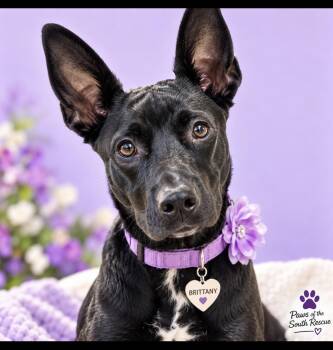 Brittany -  Australian Kelpie Dog for Adoption in Cumming, Georgia - Brittany | PetCurious