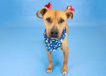 BRICK -  Pit Bull Terrier and Mixed Breed Dog for Adoption in Colorado Springs, Colorado - BRICK | PetCurious