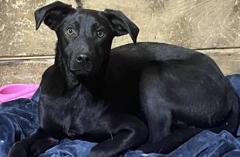 Shepherd Dogs Available for Adoption - Japan | PetCurious